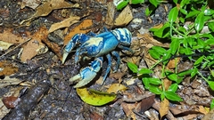 Euastacus sulcatus