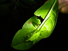 Copiphora rhinoceros
