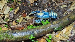 Euastacus sulcatus