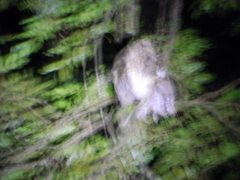 Strix virgata