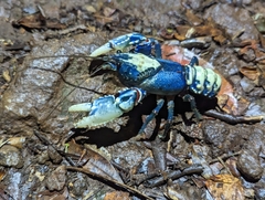Euastacus sulcatus