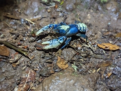 Euastacus sulcatus