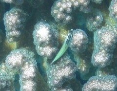 Gomphosus klunzingeri