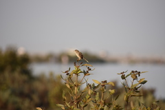 Prinia lepida