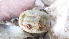 Hyalomma