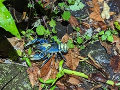 Euastacus sulcatus