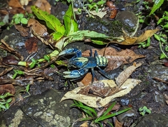 Euastacus sulcatus