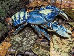Euastacus sulcatus