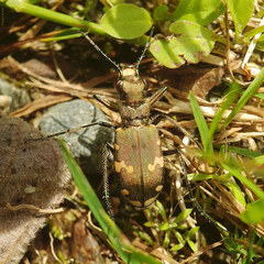 Cicindela sylvicola