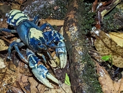 Euastacus sulcatus