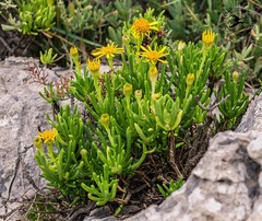 Limbarda crithmoides