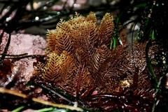 Abietinaria