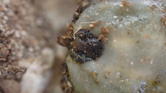 Hyalomma