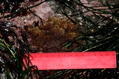 Abietinaria