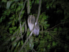 Strix virgata