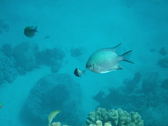 Amblyglyphidodon indicus