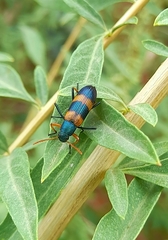 Strongylium decoratum