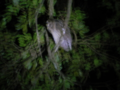 Strix virgata
