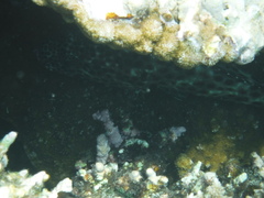 Epinephelus