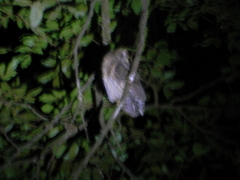 Strix virgata