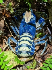 Euastacus sulcatus