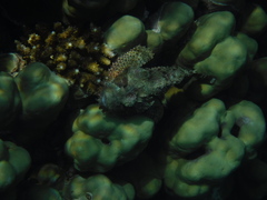 Scorpaenopsis