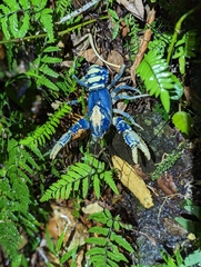 Euastacus sulcatus
