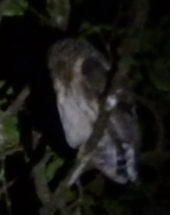 Strix virgata