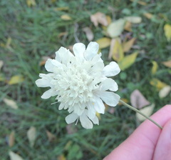 Scabiosa ochroleuca