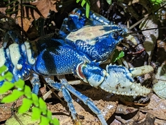 Euastacus sulcatus