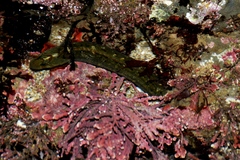 Cebidichthys violaceus