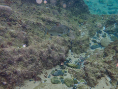 Sparodon durbanensis