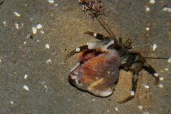 Pagurus hirsutiusculus