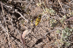 Vespula atropilosa