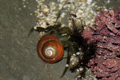 Pagurus hirsutiusculus