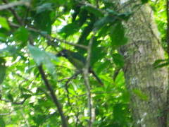 Aulacorhynchus prasinus