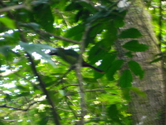 Aulacorhynchus prasinus