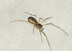 Neriene peltata