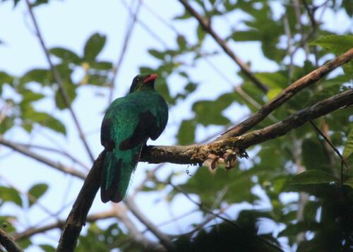 Pavonine Quetzal (Pharomachrus pavoninus), photo 7