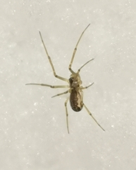 Neriene peltata
