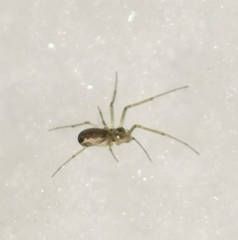 Neriene peltata