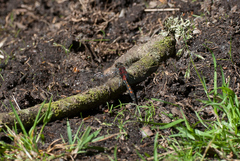 Leucorrhinia rubicunda