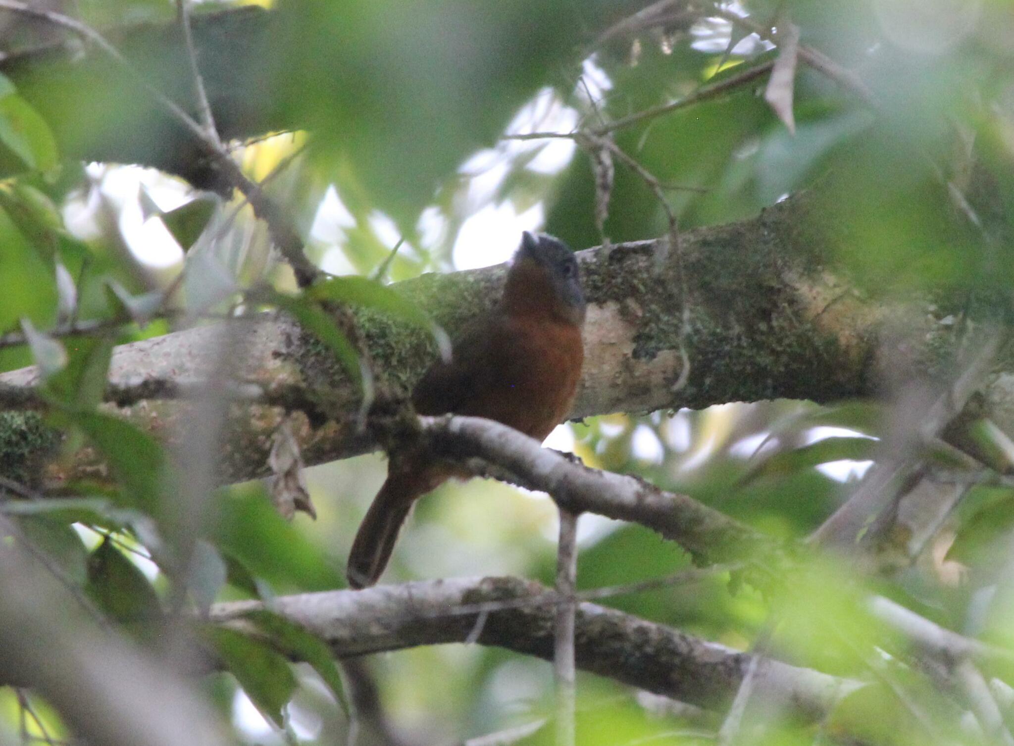 Blackish-grey Antshrike (Thamnophilus nigrocinereus), photo 3