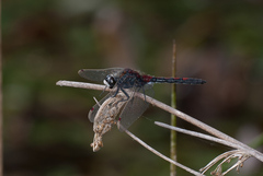 Leucorrhinia rubicunda