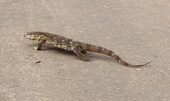 Varanus albigularis albigularis