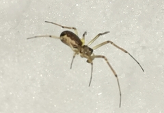 Neriene peltata