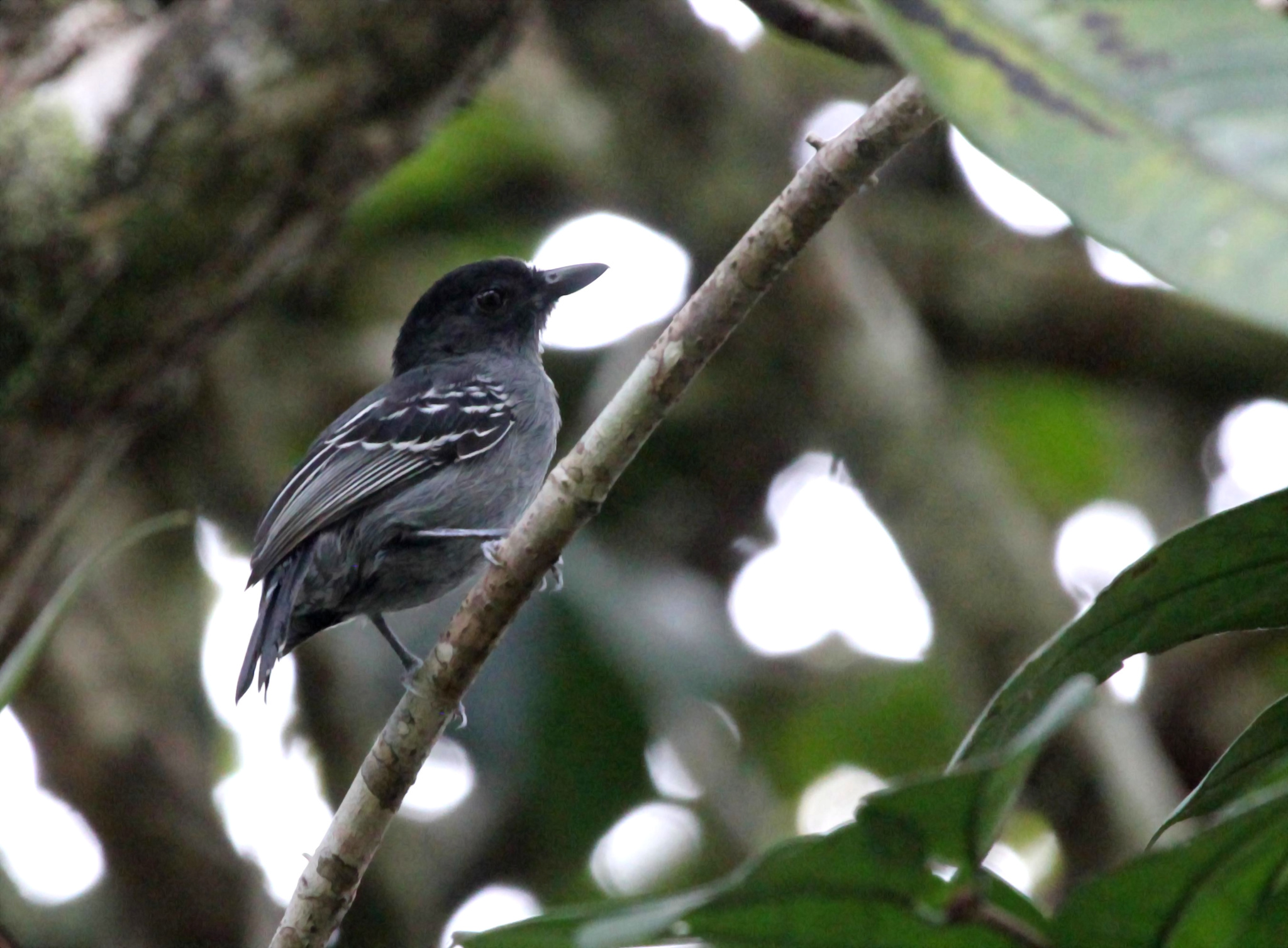 Blackish-grey Antshrike (Thamnophilus nigrocinereus), photo 4