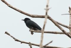 Chelidoptera tenebrosa