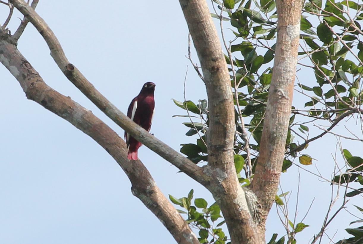 Pompadour Cotinga illustration