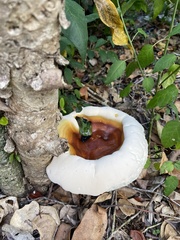 Ganoderma steyaertianum